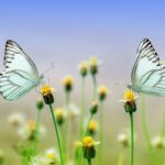 migraine et magnétisme article blog Sylvaine Merlet